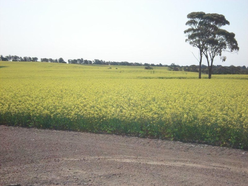 ‘Tama’ 101 Bartlett Road, Watheroo WA 6513