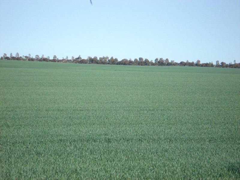 ‘Tama’ 101 Bartlett Road, Watheroo WA 6513