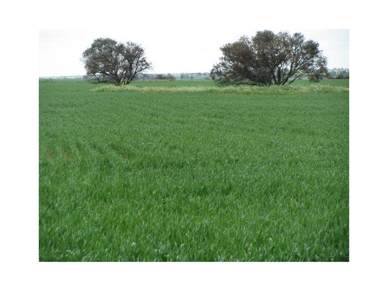 ‘The Block’ 101 Ballidu Road, Bindi Bindi WA 6574