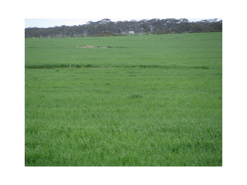 ‘The Block’ 101 Ballidu Road, Bindi Bindi WA 6574