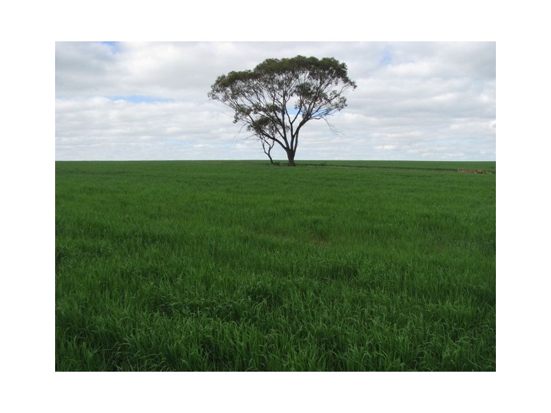 ‘The Block’ 101 Ballidu Road, Bindi Bindi WA 6574