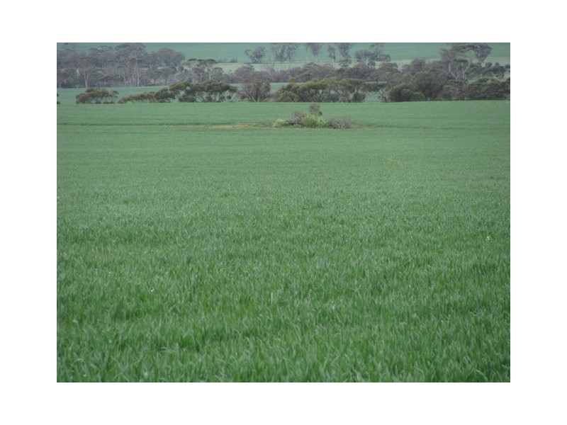 ‘The Block’ 101 Ballidu Road, Bindi Bindi WA 6574