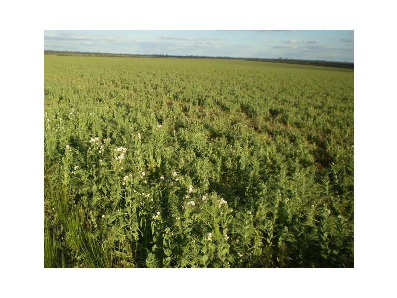 . Boodarockin Rd, Westonia WA 6423