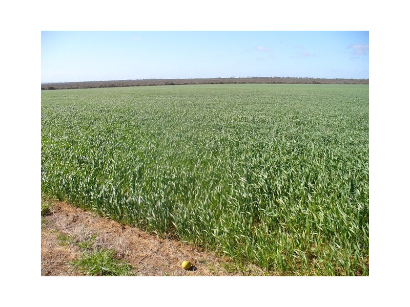 . Boodarockin Rd, Westonia WA 6423