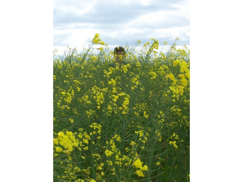 Cnr Cascades and Ashdale Road, Coomalbidgup WA 6450
