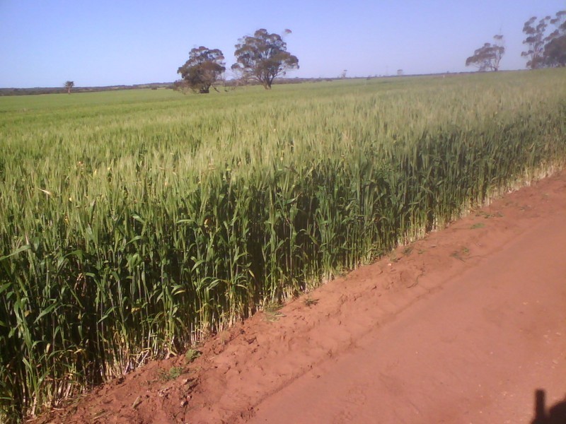 ‘Lakeside’ Carnamah – Eneabba Road, Carnamah WA 6517