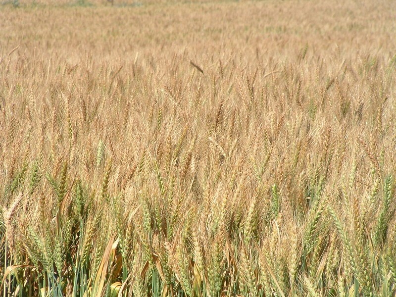 ‘Lakeside’ Carnamah – Eneabba Road, Carnamah WA 6517