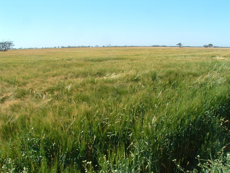 ‘Lakeside’ Carnamah – Eneabba Road, Carnamah WA 6517