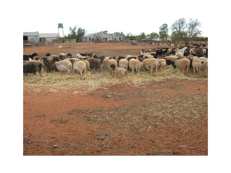 ‘Nalbarra Station’, Mount Magnet WA 6638