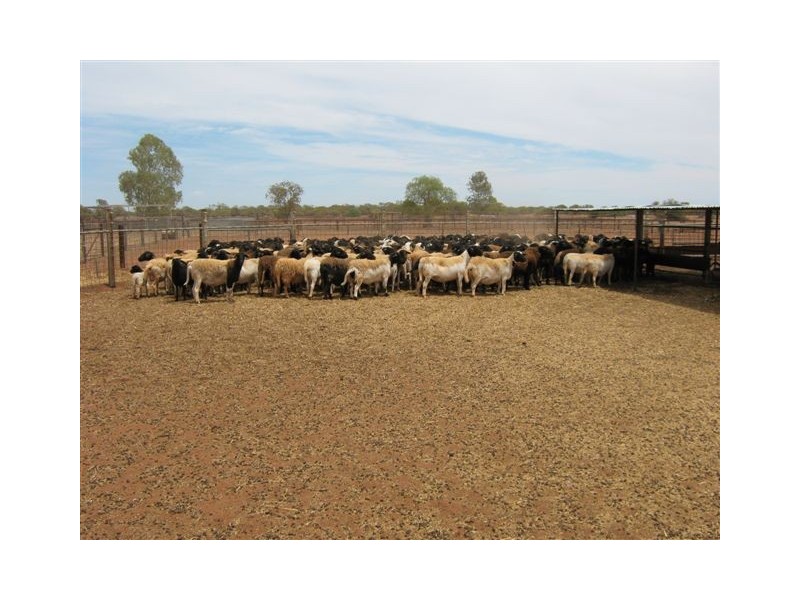 ‘Nalbarra Station’, Mount Magnet WA 6638