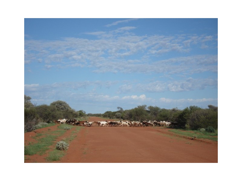 ‘Nalbarra Station’, Mount Magnet WA 6638
