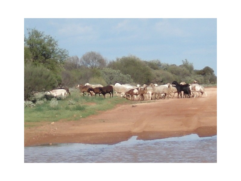 ‘Nalbarra Station’, Mount Magnet WA 6638