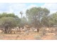 . Yinnetharra and Mt Phillip, Carnarvon WA 6701