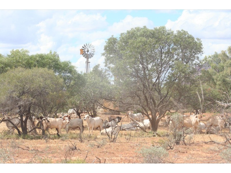 . Yinnetharra and Mt Phillip, Carnarvon WA 6701