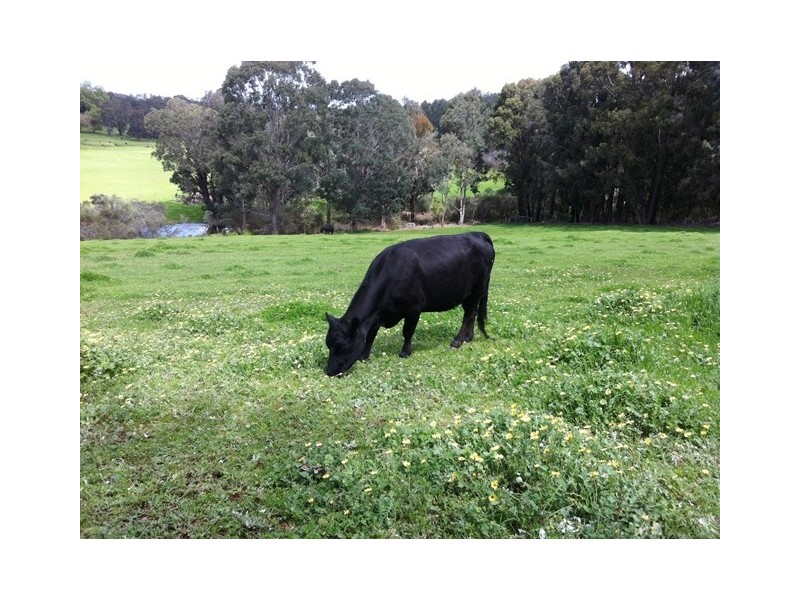 Lot 12 Balbarrup Road, Manjimup WA 6258