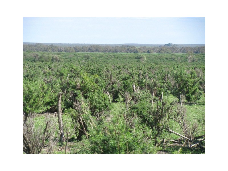 ‘Hill Crest’ 556 Waddi Road, Cooljarloo WA 6507