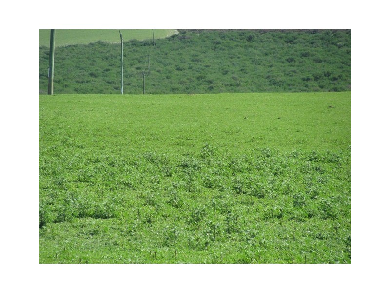 ‘Hill Crest’ 556 Waddi Road, Cooljarloo WA 6507