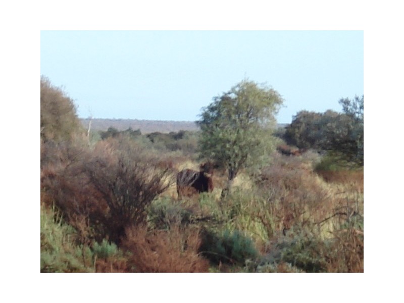 ‘Billabalong Station’, Murchison WA 6630
