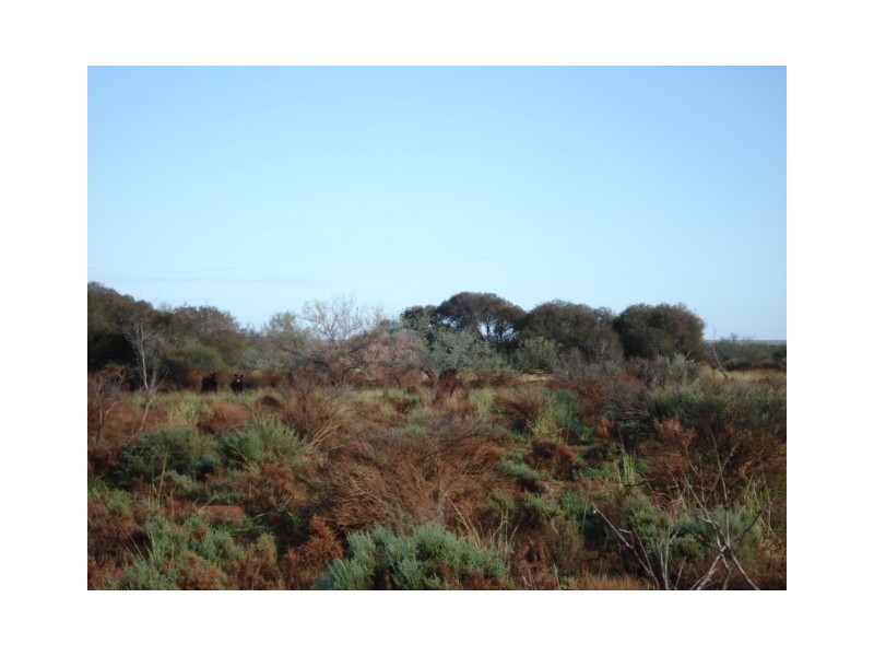 ‘Billabalong Station’, Murchison WA 6630