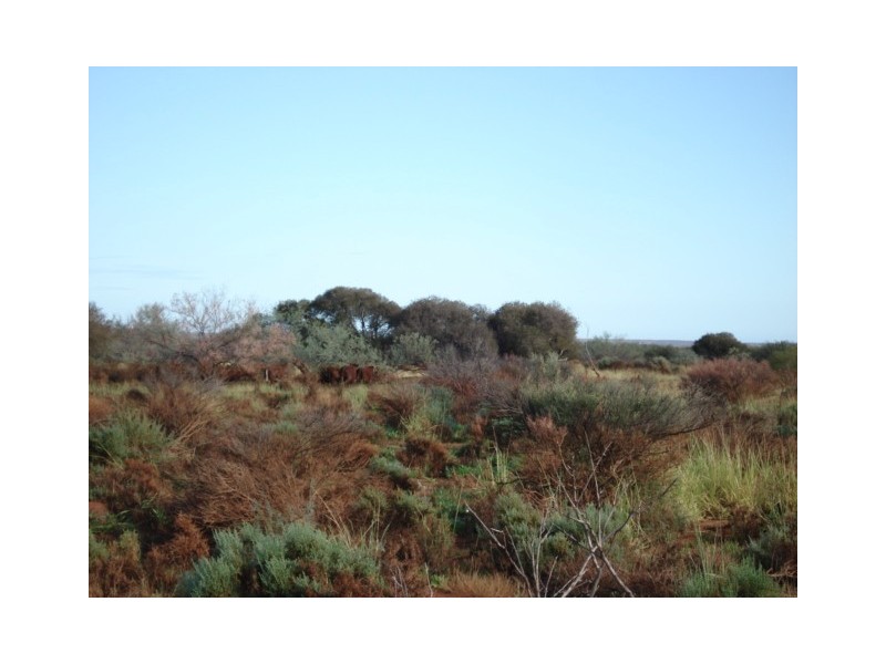‘Billabalong Station’, Murchison WA 6630