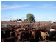 ‘Billabalong Station’, Murchison WA 6630