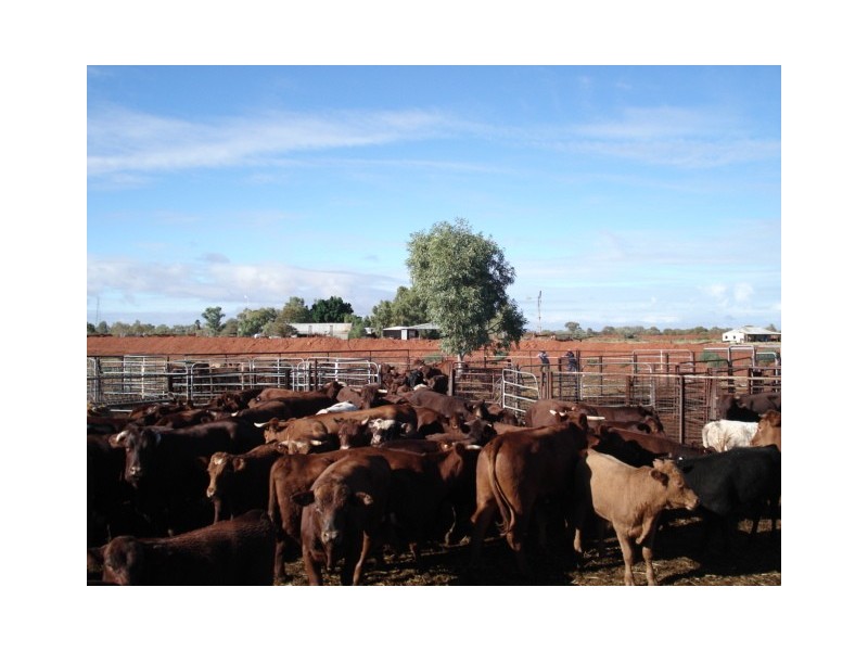 ‘Billabalong Station’, Murchison WA 6630
