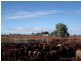 ‘Billabalong Station’, Murchison WA 6630