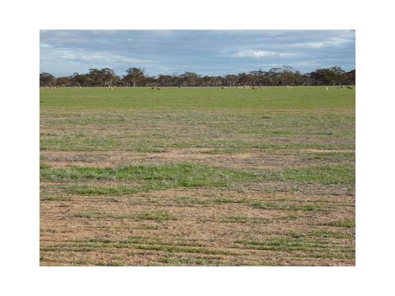 Lot 15621 Neening Road, Nangeenan WA 6414
