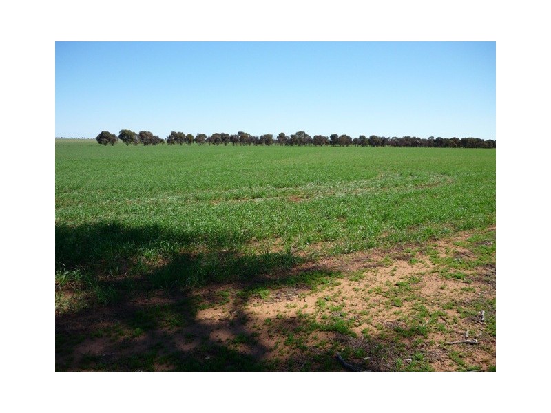 Lot 1 Cnr Neening and Goldfields Road, Nangeenan WA 6414