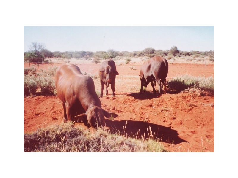 ‘Wonganoo Station’, Leonora WA 6438