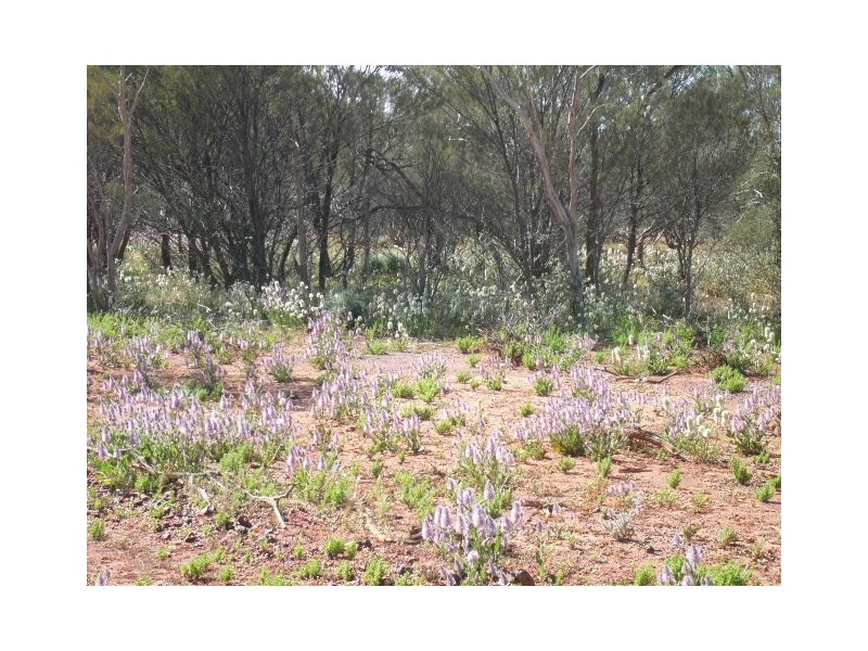 ‘Wonganoo Station’, Leonora WA 6438