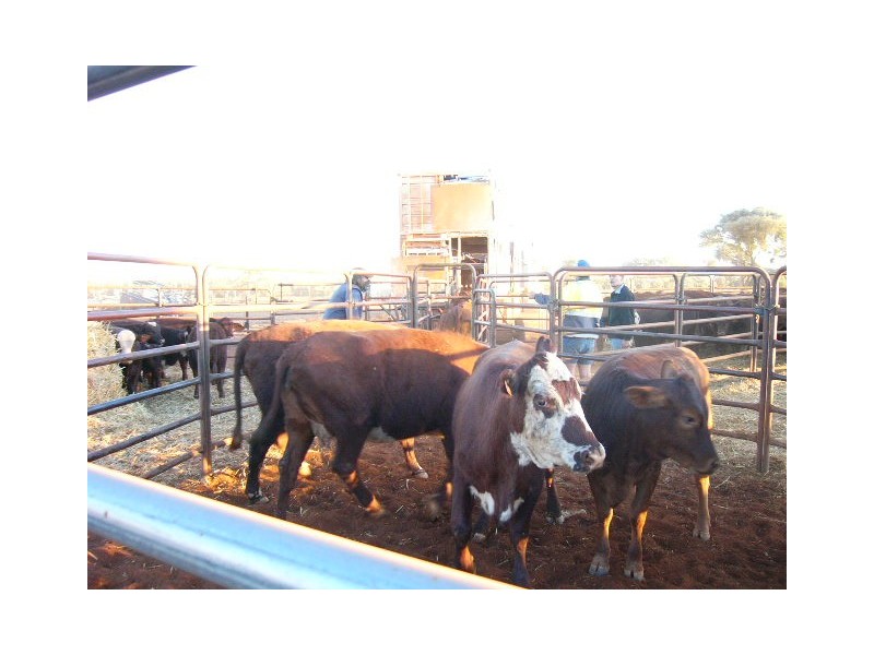 ‘Wonganoo Station’, Leonora WA 6438