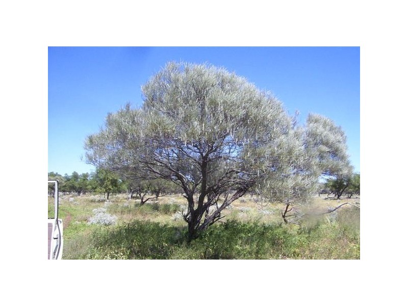 ‘Nerren Nerren’ Station Lot 369 North West Coastal Hwy, Meadow WA 6532