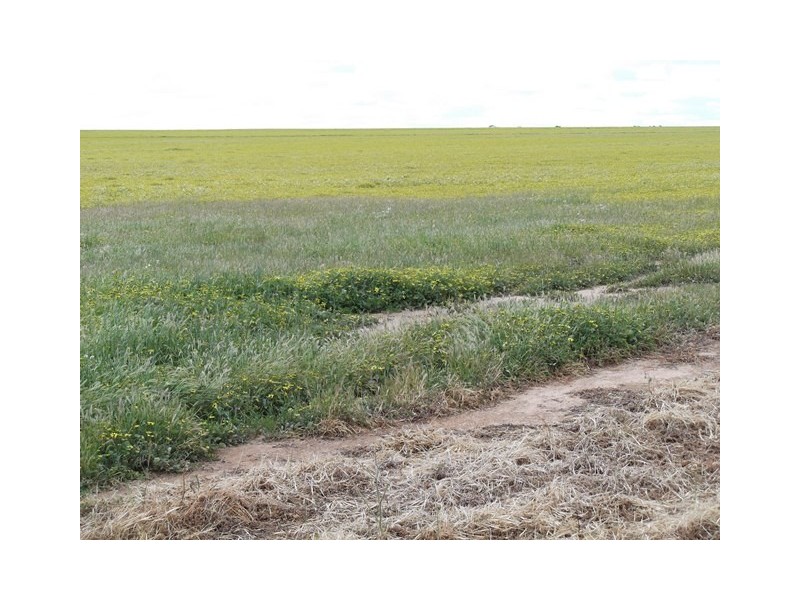 ‘Nalinga’ and ‘Springfield, Gabbin WA 6476