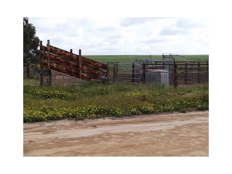 ‘Nalinga’ and ‘Springfield, Gabbin WA 6476