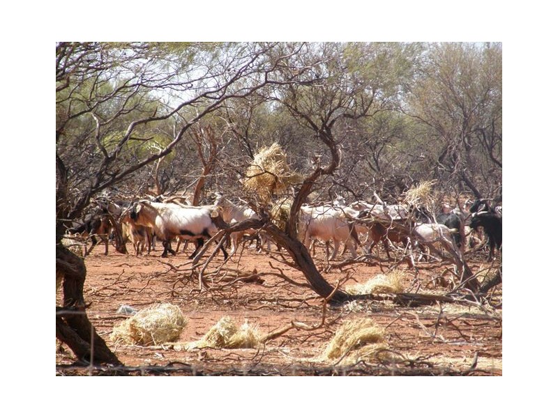 Pullagaroo Station, Paynes Find WA 6612