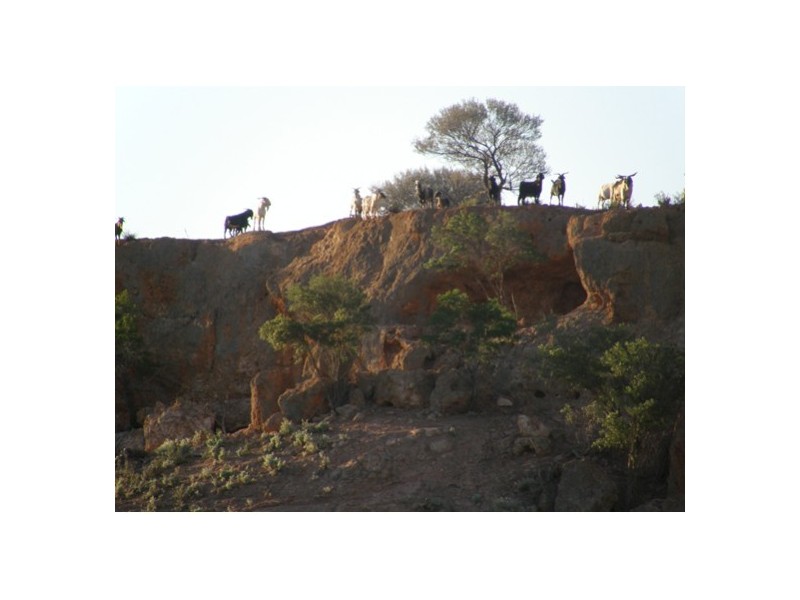 Pullagaroo Station, Paynes Find WA 6612