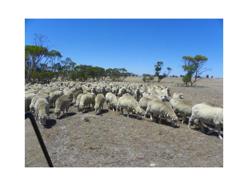 ‘Sherawanya’ 366 Jones Road, Jackitup WA 6335