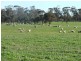 ‘Kyeema’ 1353 Stock Road, Needilup WA 6336
