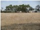 ‘Havelock’ 659 Airstrip Road, Moora WA 6510