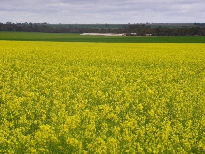 Lot 6267 Eastwood Road, Gnowangerup WA 6335