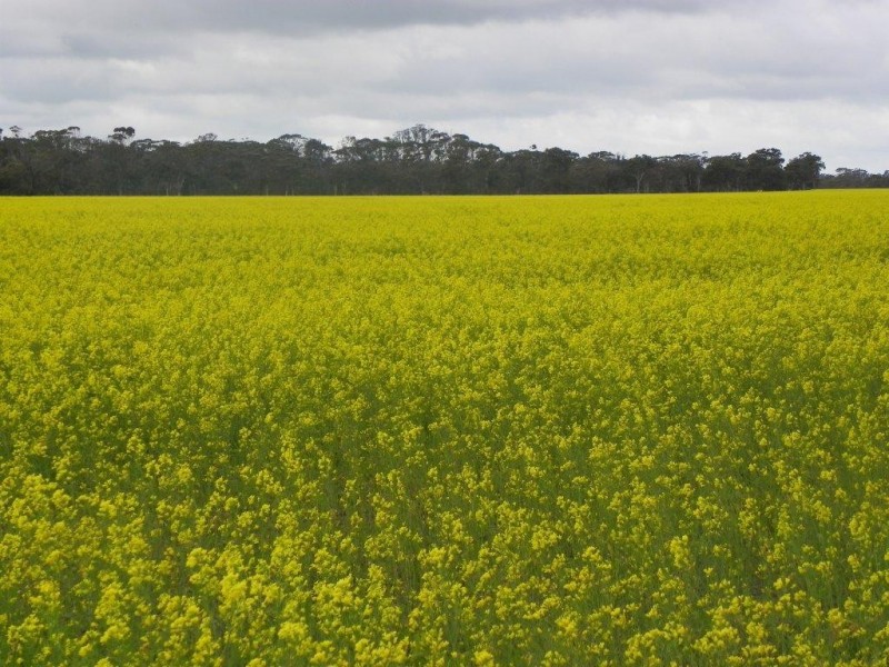 Lot 6267 Eastwood Road, Gnowangerup WA 6335