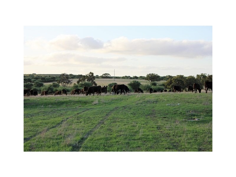 2166 Watheroo Road, Badgingarra WA 6521