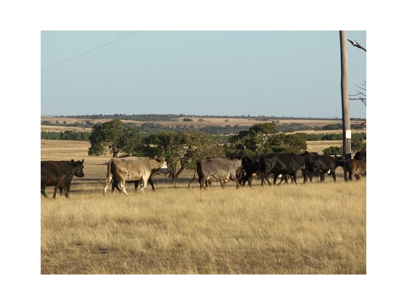 2166 Watheroo Road, Badgingarra WA 6521
