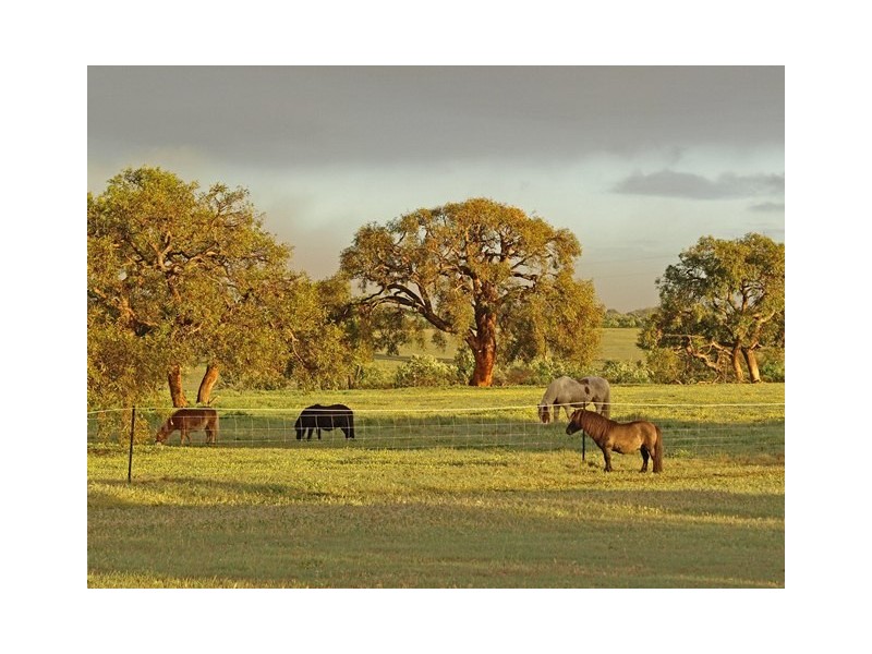 2166 Watheroo Road, Badgingarra WA 6521