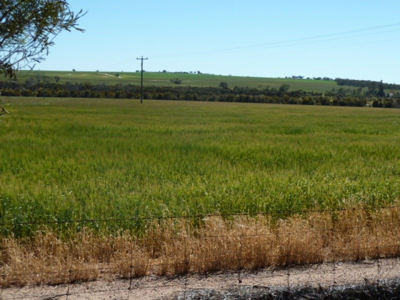 Billacabella – Doodenaning Road, Quairading WA 6383