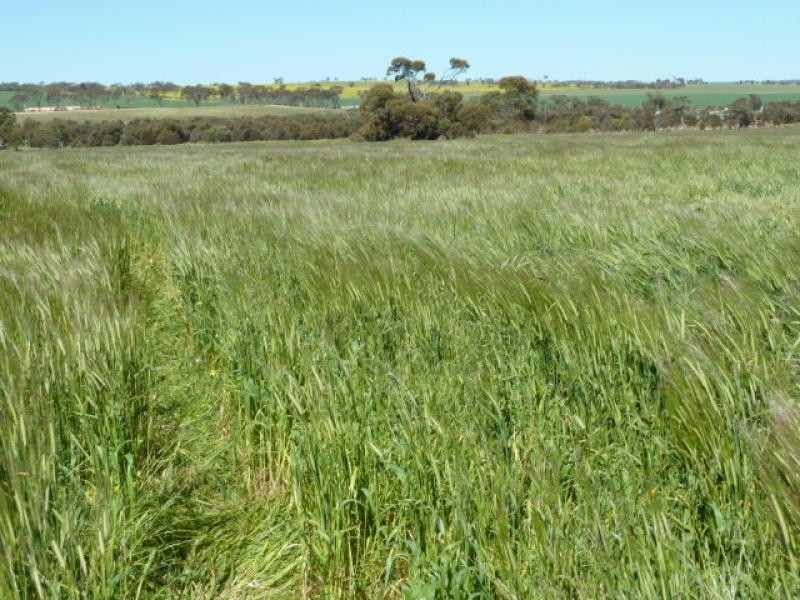 Billacabella – Doodenaning Road, Quairading WA 6383