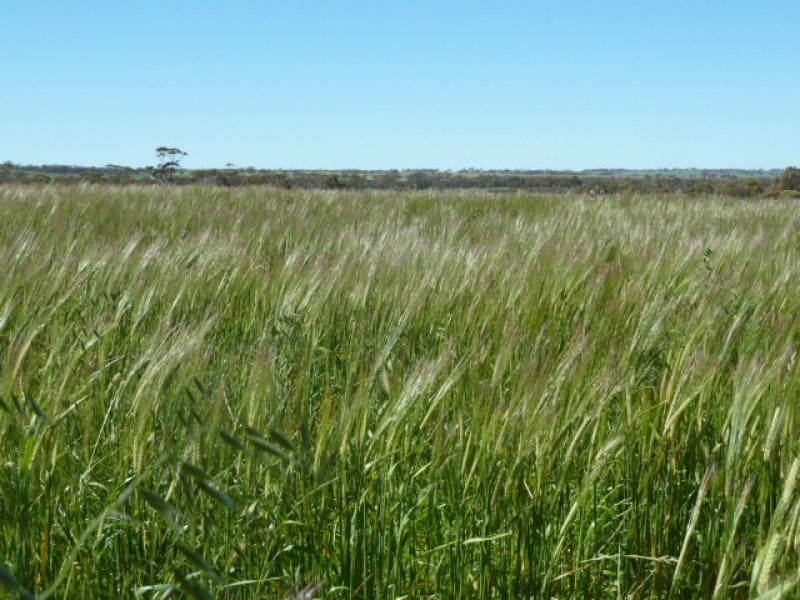 Billacabella – Doodenaning Road, Quairading WA 6383