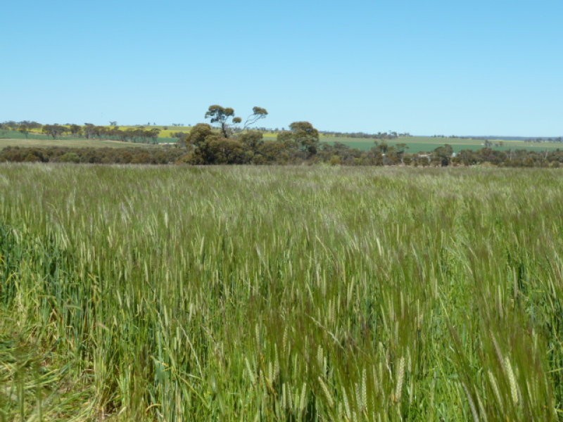 Billacabella – Doodenaning Road, Quairading WA 6383