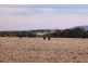 ‘Tamaru’ and ‘Crandee’, Albany WA 6330